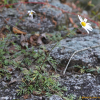 포천구절초(Dendranthema zawadskii (Herbich) Tzvelev var. tenuisectum (Nakai) Kitag.) : 별꽃