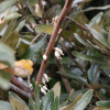 보리장나무(Elaeagnus glabra Thunb.) : 청암