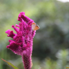 맨드라미(Celosia cristata L.) : 塞翁之馬