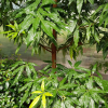 센달나무(Machilus japonica Siebold & Zucc.) : 봄까치꽃