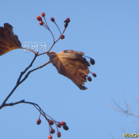 벌배나무(Sorbus alnifolia var. lobulata (Koidz.) Rehder) : 봄까치꽃