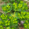 등대풀(Euphorbia helioscopia L.) : 여울목