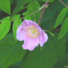 인가목(Rosa acicularis Lindl.) : 통통배