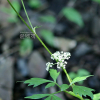 가는참나물(Pimpinella koreana Nakai) : 산들꽃