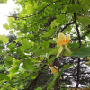 백합나무(Liriodendron tulipifera L.) : 버들피리