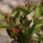 붉은병꽃나무 : 식물천국