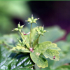 나도바람꽃(Enemion raddeanum Regel) : 추풍
