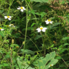 흰도깨비바늘(Bidens pilosa var. minor (Blume) Sherff) : 추풍