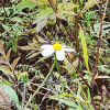 흰도깨비바늘(Bidens pilosa var. minor (Blume) Sherff) : 추풍