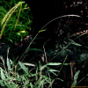 나도바랭이새(Microstegium vimineum (Trin.) A.Camus) : 봄까치꽃