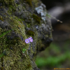 좀설앵초(Primula sachalinensis Nakai) : 통통배