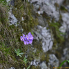 좀설앵초(Primula sachalinensis Nakai) : 통통배