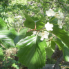 벌배나무(Sorbus alnifolia var. lobulata (Koidz.) Rehder) : 봄까치꽃