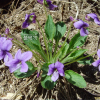 서울제비꽃(Viola seoulensis Nakai) : 추풍