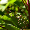 굴거리나무(Daphniphyllum macropodum Miq.) : 꽃천사