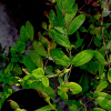 진주고추나물(Hypericum oliganthum Franch. & Sav.) : 바지랑대