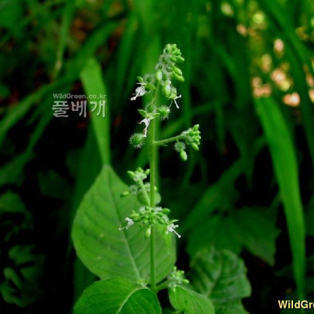 털이슬(Circaea mollis Slebold & Zucc.) : 벼루
