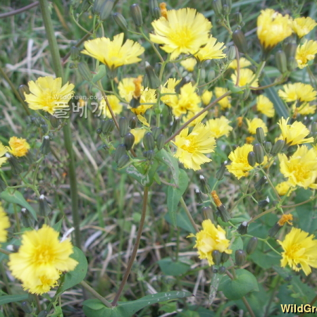 고들빼기(Crepidiastrum sonchifolium (Bunge) J.H.Pak & Kawano) : 봄까치꽃
