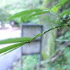 개산초(Zanthoxylum armatum DC.) : 통통배