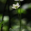 쌍동바람꽃(Anemone rossii S.Moore) : 산들꽃