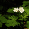 쌍동바람꽃(Anemone rossii S.Moore) : 산들꽃