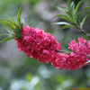 만첩홍도(Prunus persica for. rubroplena C.K.Schneid.) : 꽃마리