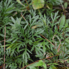 한라구절초(Dendranthema coreanum (H.L?v. & Vaniot) Vorosch.) : habal