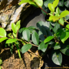 조록나무(Distylium racemosum Siebold & Zucc.) : 추풍