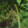 비늘사초(Carex phacota Spreng.) : 도리뫼