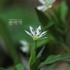 큰개별꽃(Pseudostellaria palibiniana (Takeda) Ohwi) : 김새벽