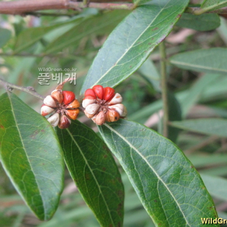 조도만두나무(Glochidion chodoense J.S.Lee & H.T.Im) : kplant1