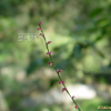 이삭여뀌(Persicaria filiformis (Thunb.) Nakai ex Mori) : habal