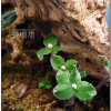 섬노루귀(Hepatica maxima Nakai) : 통통배