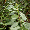 담배풀(Carpesium abrotanoides L.) : habal