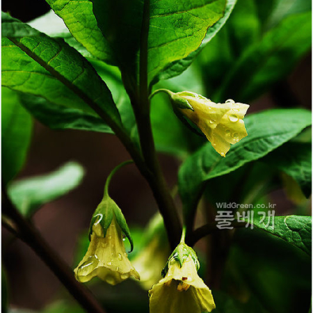 노랑미치광이풀(Scopolia lutescens Y.N.Lee) : 몽블랑