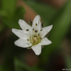 지리산개별꽃(Pseudostellaria okamotoi Ohwi) : 추풍