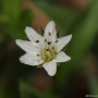 지리산개별꽃 : 도리뫼