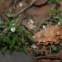 지리산개별꽃 : 도리뫼