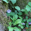 방울꽃(Strobilanthes oliganthus Miq.) : 풀잎사랑