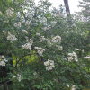 찔레꽃(Rosa multiflora Thunb.) : 늘봄