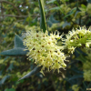호랑가시나무(Ilex cornuta Lindl. & Paxton) : 봄까치꽃