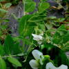 완두(Pisum sativum L.) : 둥근바위솔
