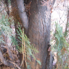 측백나무(Platycladus orientalis (L.) Franco) : 바지랑대