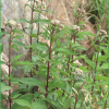 골등골나물(Eupatorium lindleyanum DC.) : 고들빼기