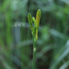 태안원추리(Hemerocallis taeanensis S.S.Kang & M.G.Chung) : 카르마