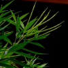 정향풀(Amsonia elliptica (Thunb.) Roem. & Schult.) : 박용석nerd