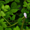 줄꽃주머니(Adlumia asiatica Ohwi) : 무심거사