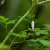 줄꽃주머니(Adlumia asiatica Ohwi) : 무심거사
