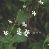 가는장구채(Silene seoulensis Nakai) : 산들꽃