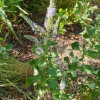 봉래꼬리풀(Pseudolysimachion kiusianum (Furumi) Holub subsp. kiusianum (Furumi) T.Yamaz. var. diamantiacum (Nakai) T.Yamaz.) : 꽃천사